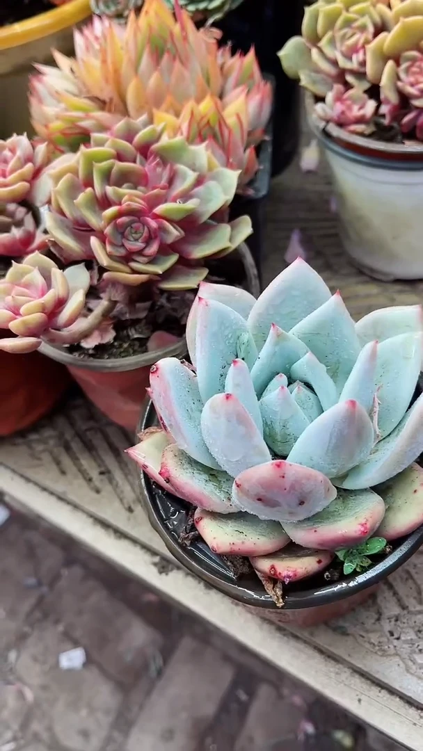 【闪购商品】14072