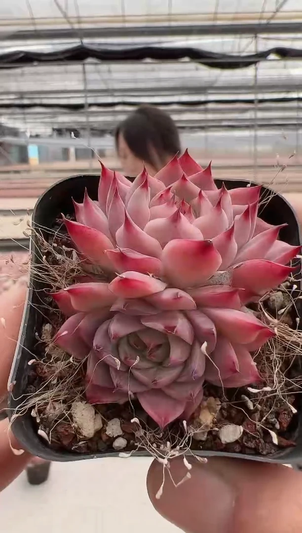 【闪购商品】墨精灵多肉-7