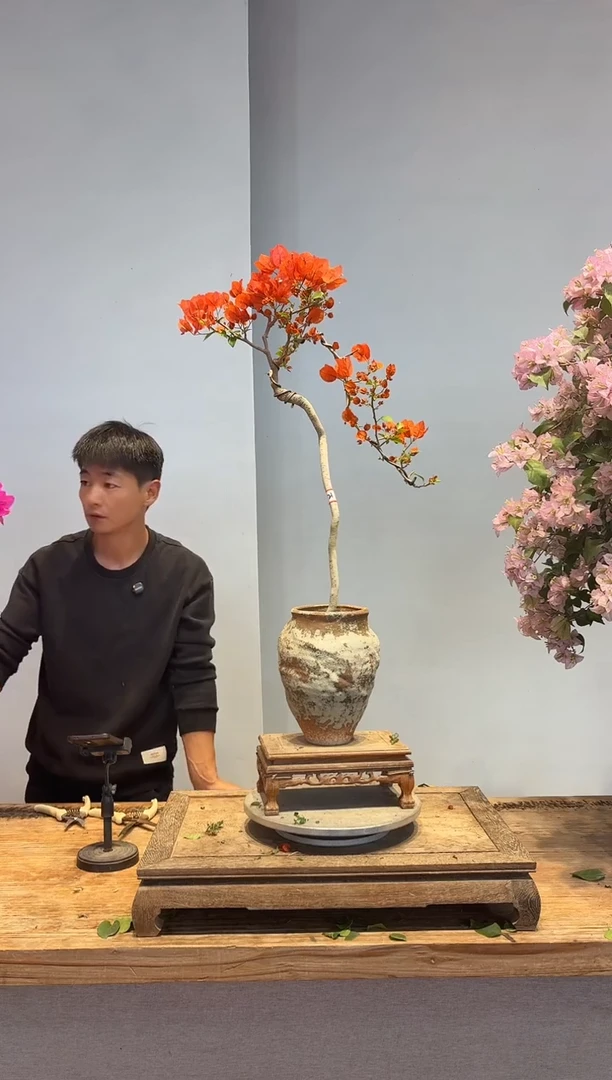 以实际为准三角梅21