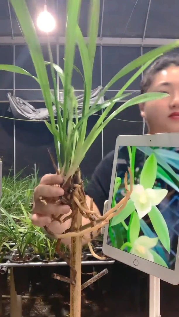 当前无花朵，栽培后可花朵玄**马七仙女