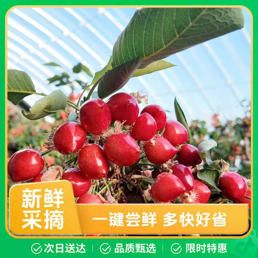 【5J级果王】2斤头茬果大樱桃顶花带刺沙土地本地樱桃美早内蒙古自治区赤峰市