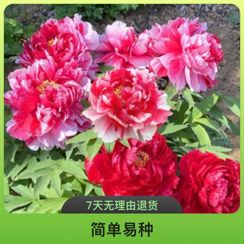 菏泽牡丹 岛锦 山东菏泽基地直发