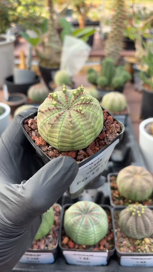 布纹球大戟FD-1217