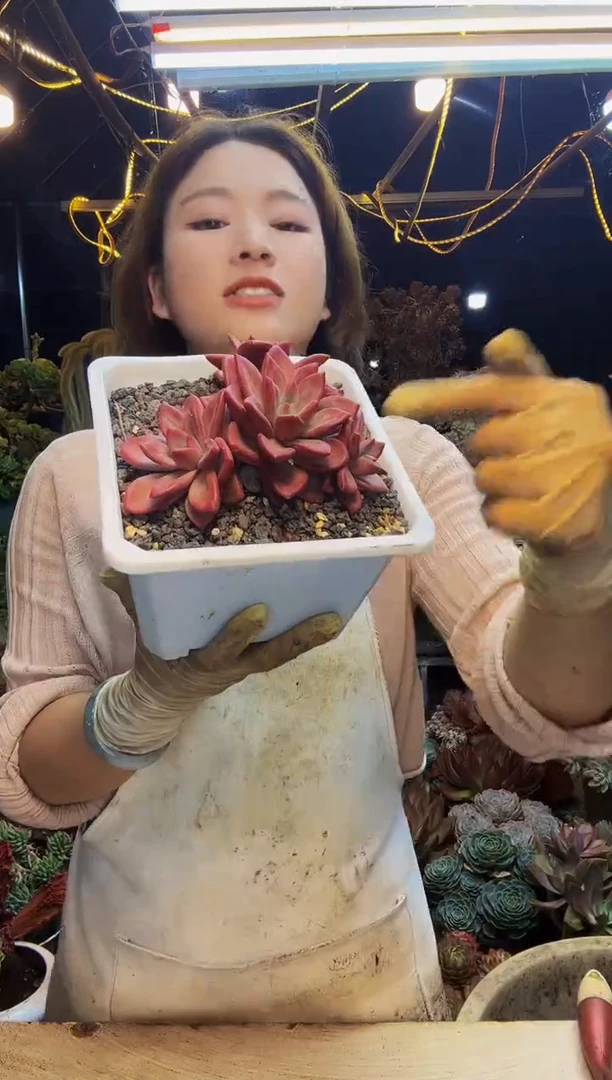 赫菲斯托脱土包邮