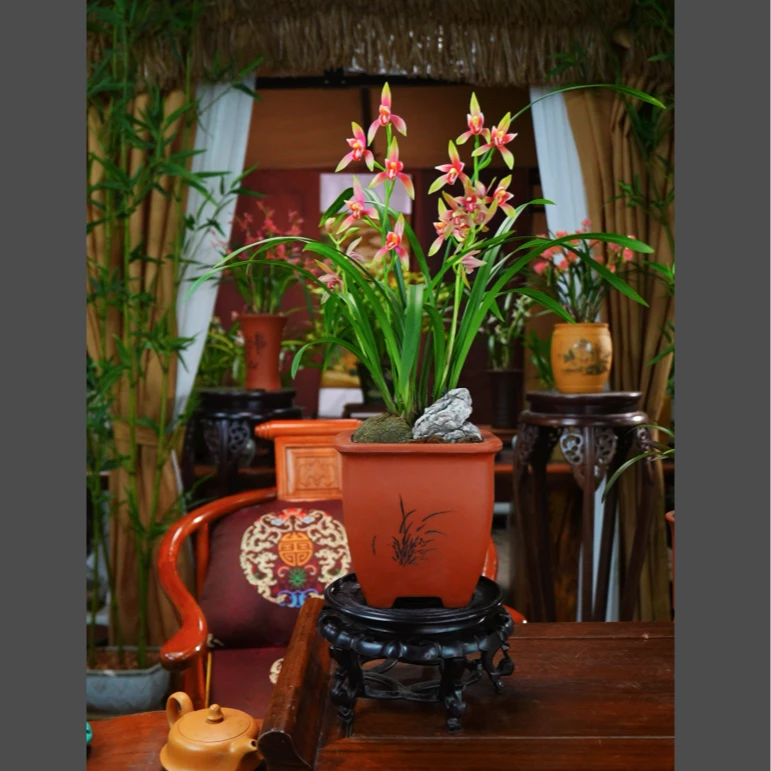 建兰  精品兰花 [仙山红韵]带花苞四方宫灯刻绘砂盆种好兰花盆景