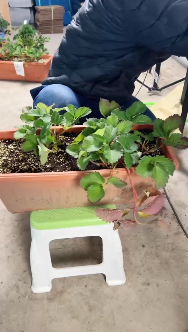 农户家带花带过乡野