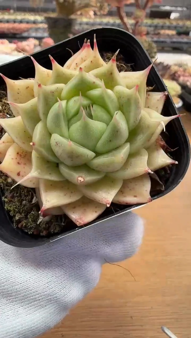 东云多肉园二店-123