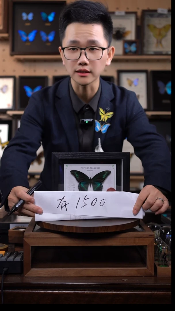 蝴蝶标本摆件-存款