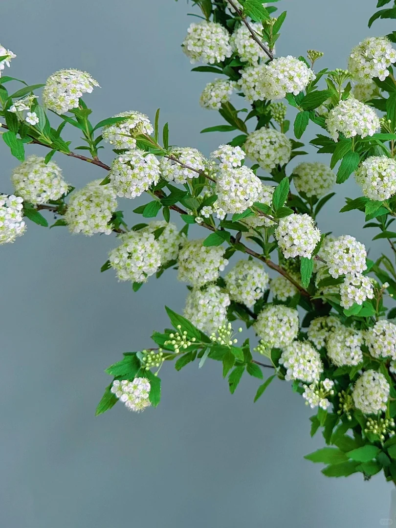 小手球云南昆明直发手球花鲜切枝水养插瓶遇水开花室内绿植易养护