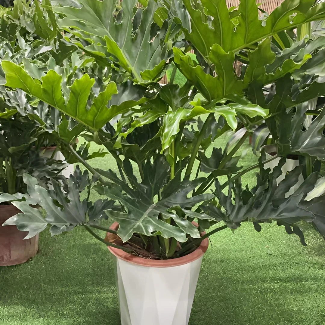 龙鳞春羽绿植盆栽可土培水培净化空气适合室内摆放