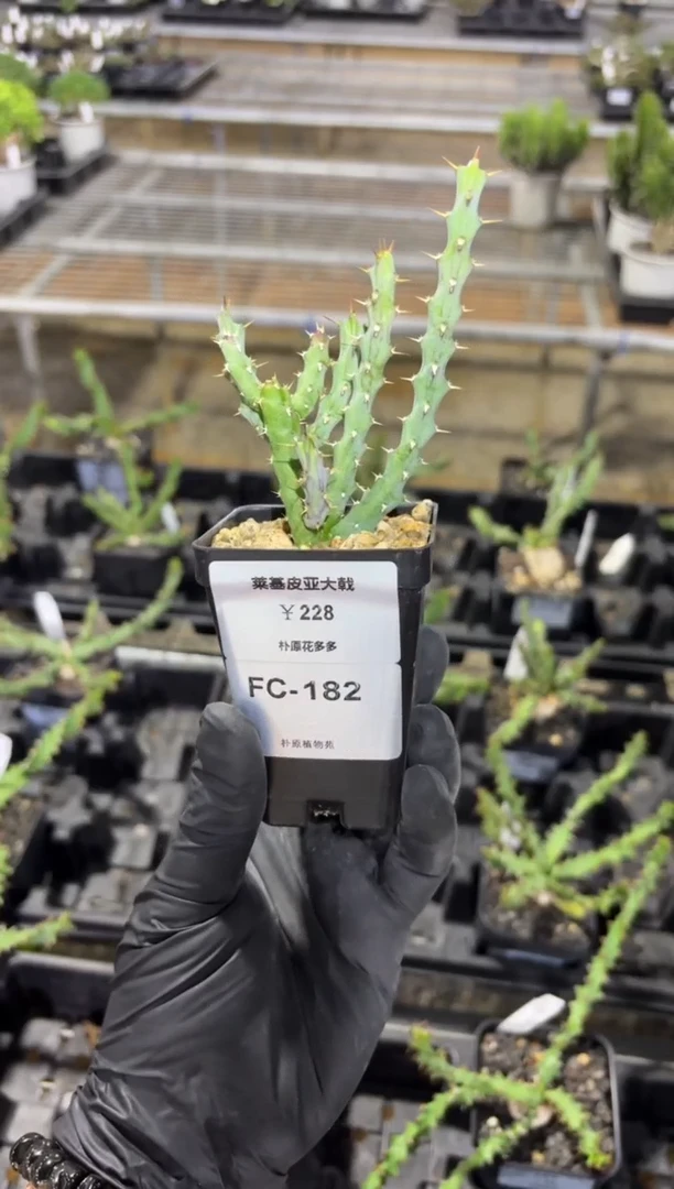 莱基皮亚大戟FC-182