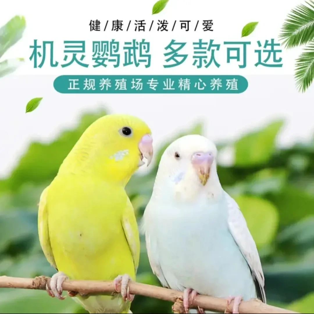 2只 鹦鹉手养虎皮鹦鹉会学说话宠物鸟观赏鸟成年可繁殖虎皮鹦鹉