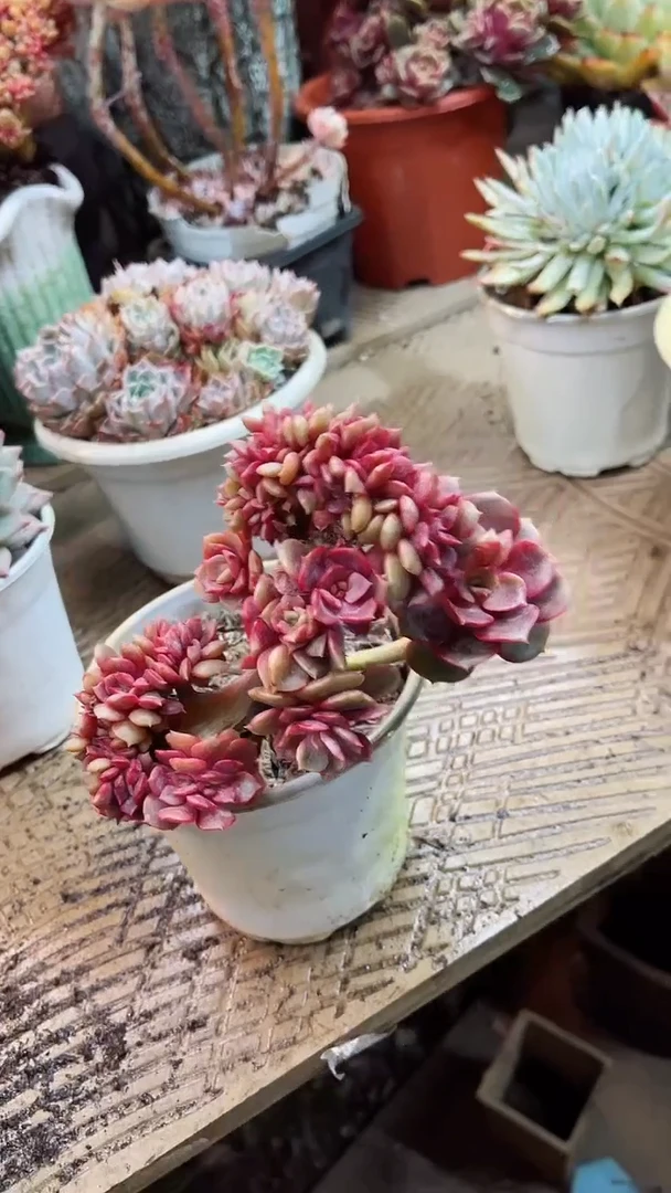 【闪购商品】13047