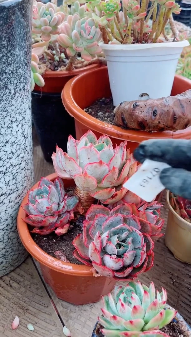 07163多肉植物一物一拍