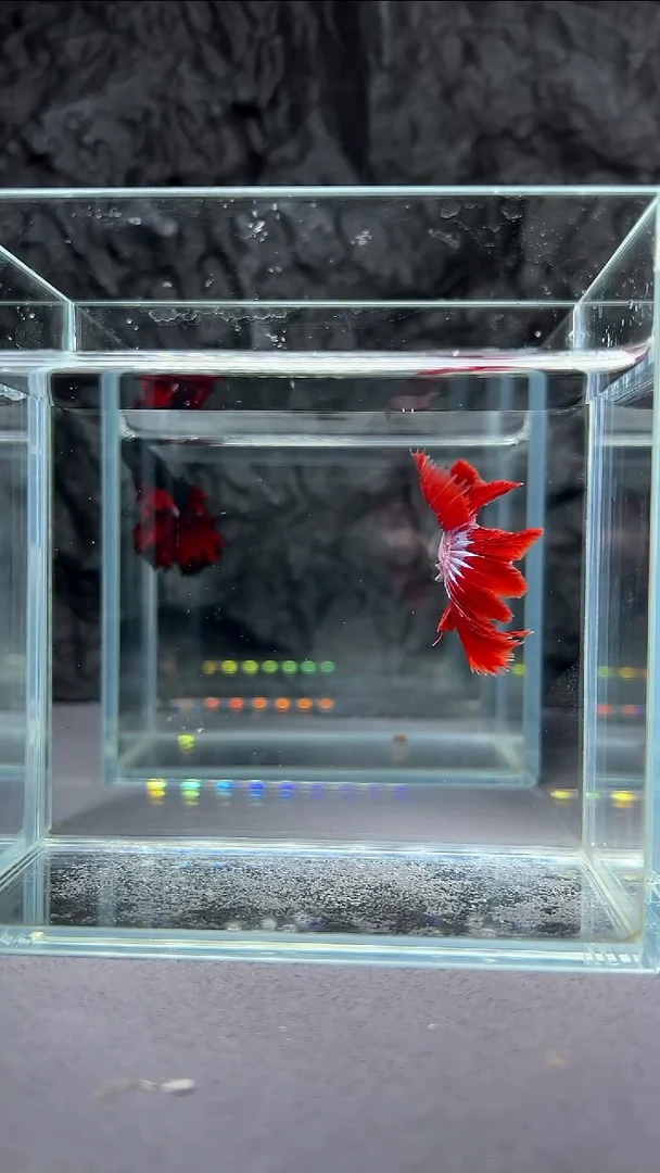 斗鱼竞拍链接A021