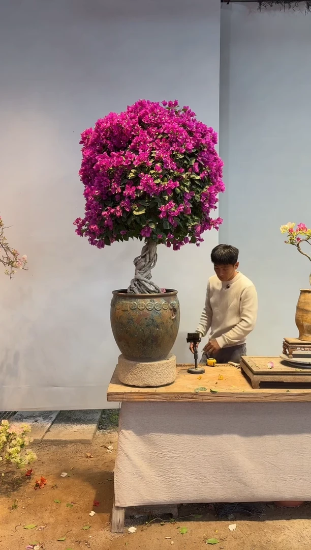 以实际为准小*美三角梅45