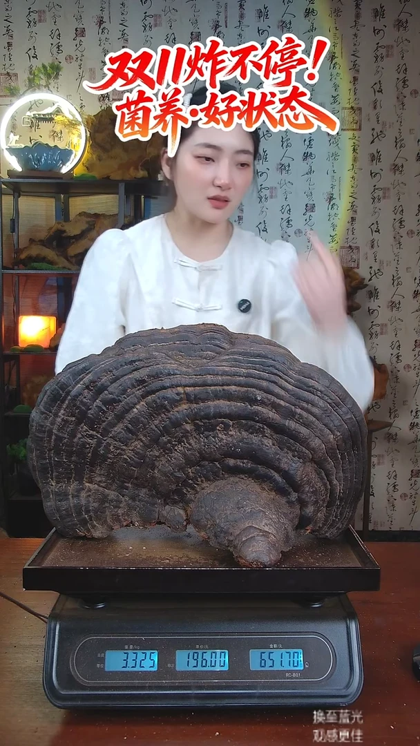 红缘拟层孔菌中国大陆【藏区 野生】红缘树舌（6.65斤）60-70年份
