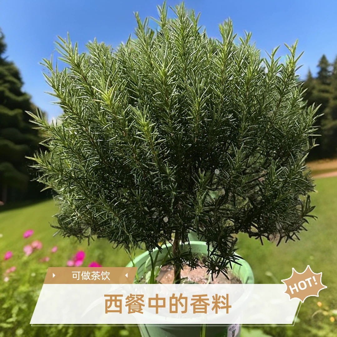 迷迭香树苗棒棒糖迷迭香煎牛排香料蛋糕烘焙用叶驱蚊植物盆栽绿植
