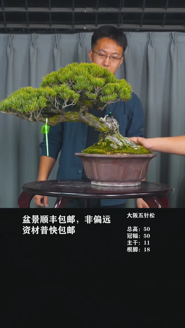 【闪购商品】-大阪松-W46