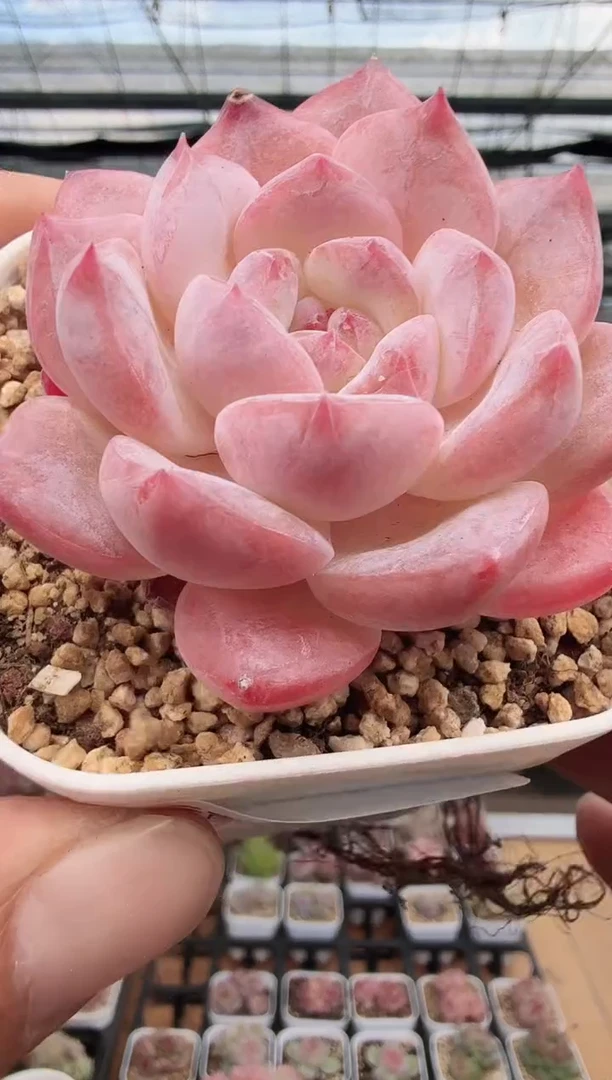 东云多肉园新款-160