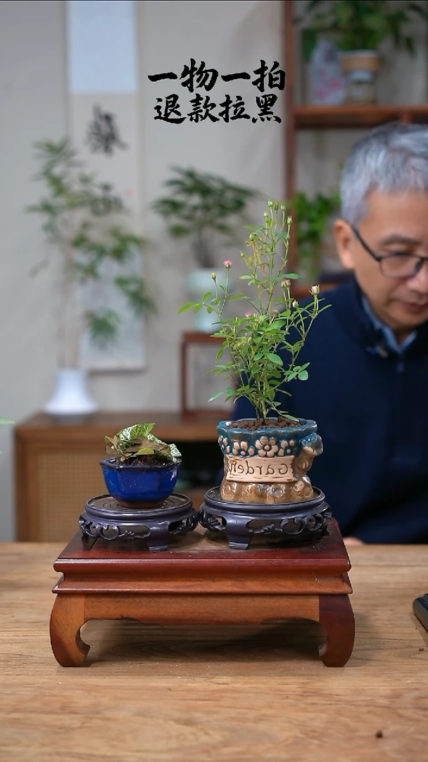 完全开放二**画月季+网纹草303