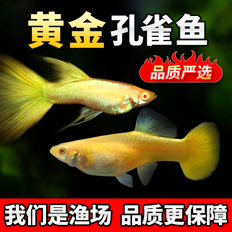【热带鱼】精品满鳞黄金24K 孔雀鱼活体活鱼七彩蕾丝孔雀鱼观赏鱼