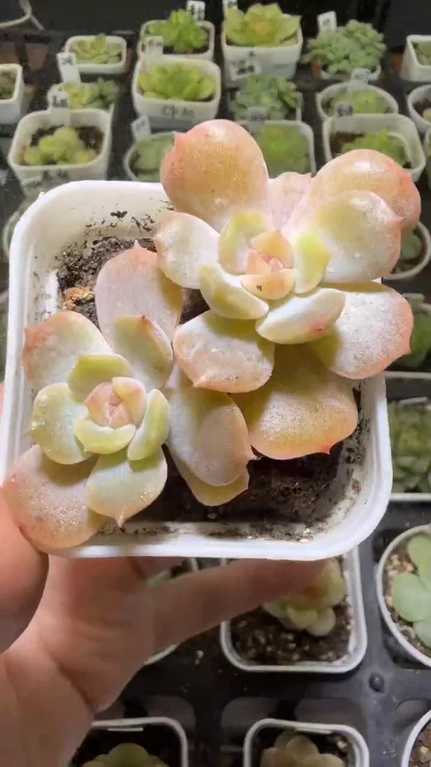 1429  宫花多肉植物