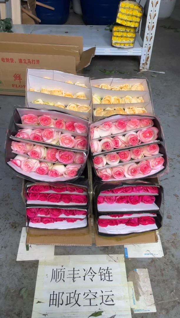 艾沙20枝+香槟20枝+佛洛依德20枝