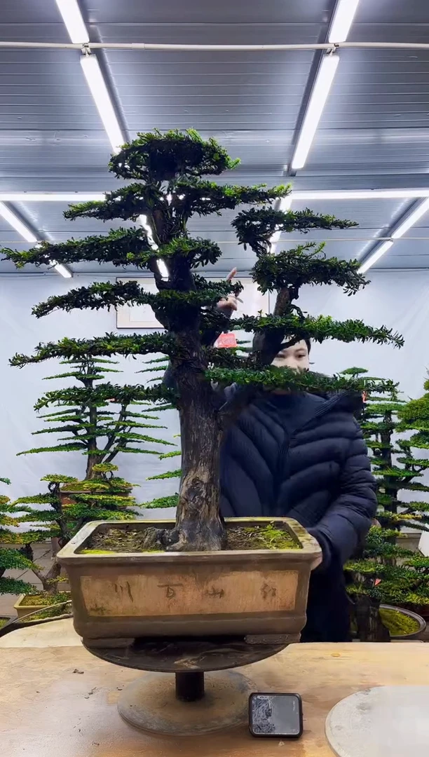 无花朵一物一拍·所见即所得