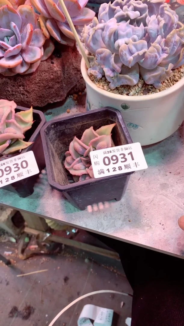 0931（满28发货包邮非偏远）