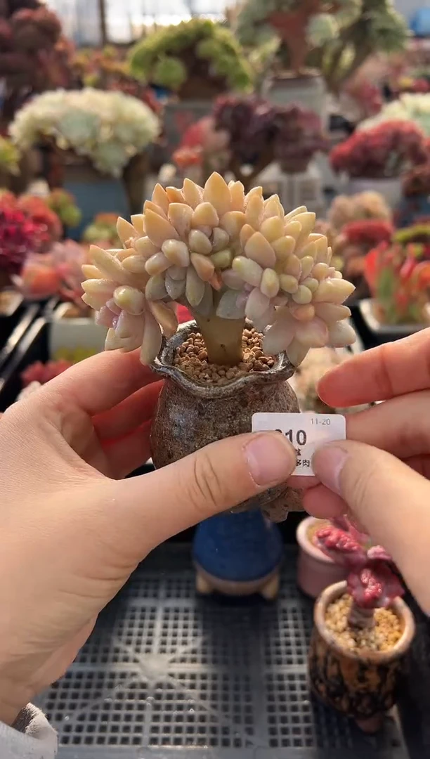 巧***_610             不带盆