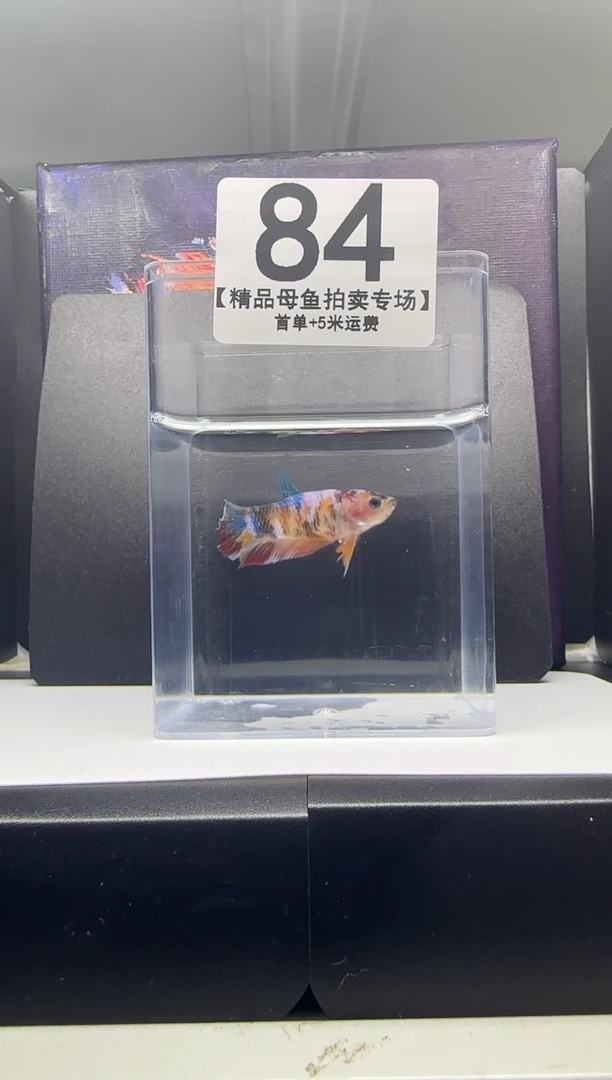 斗鱼母鱼编号：84