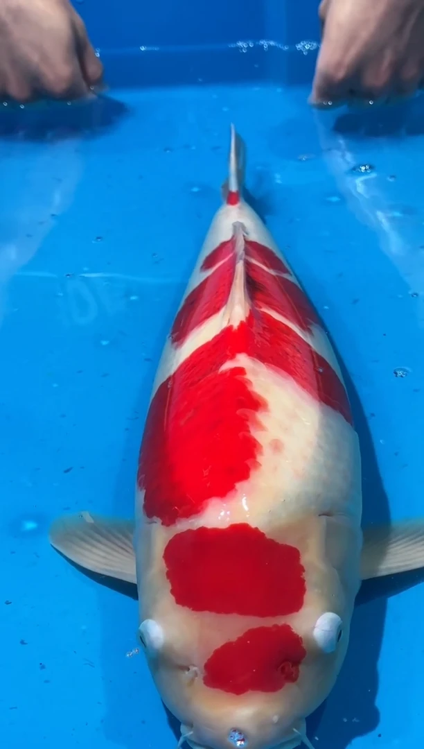 锦鲤佛山金隆锦鲤直播专用闪购链接，不支持7天无理由退货退款