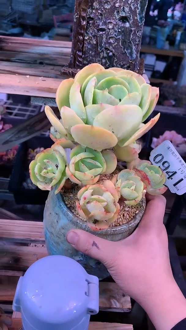 【闪购商品】094LLL