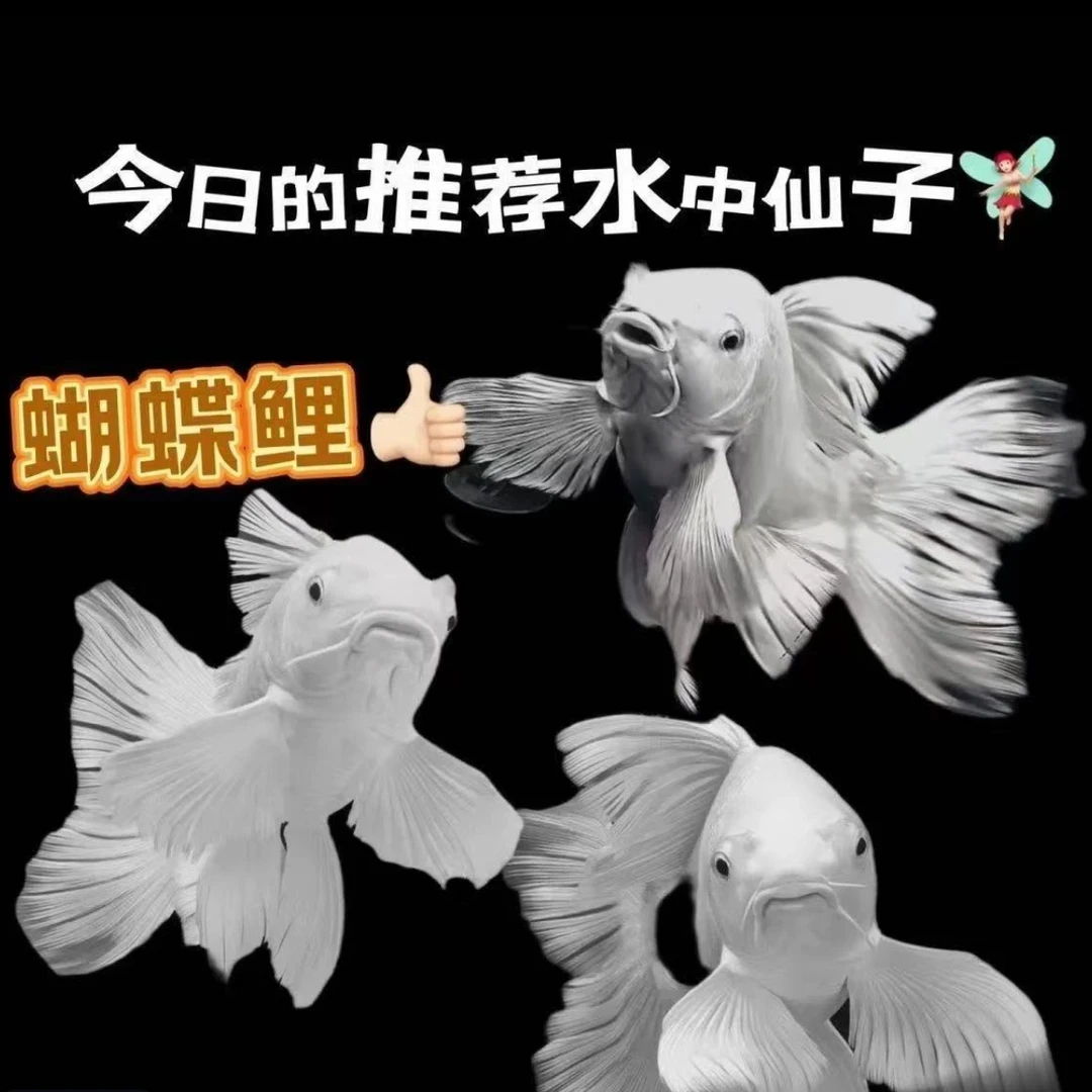 精品普身蝴蝶鲤观赏鱼