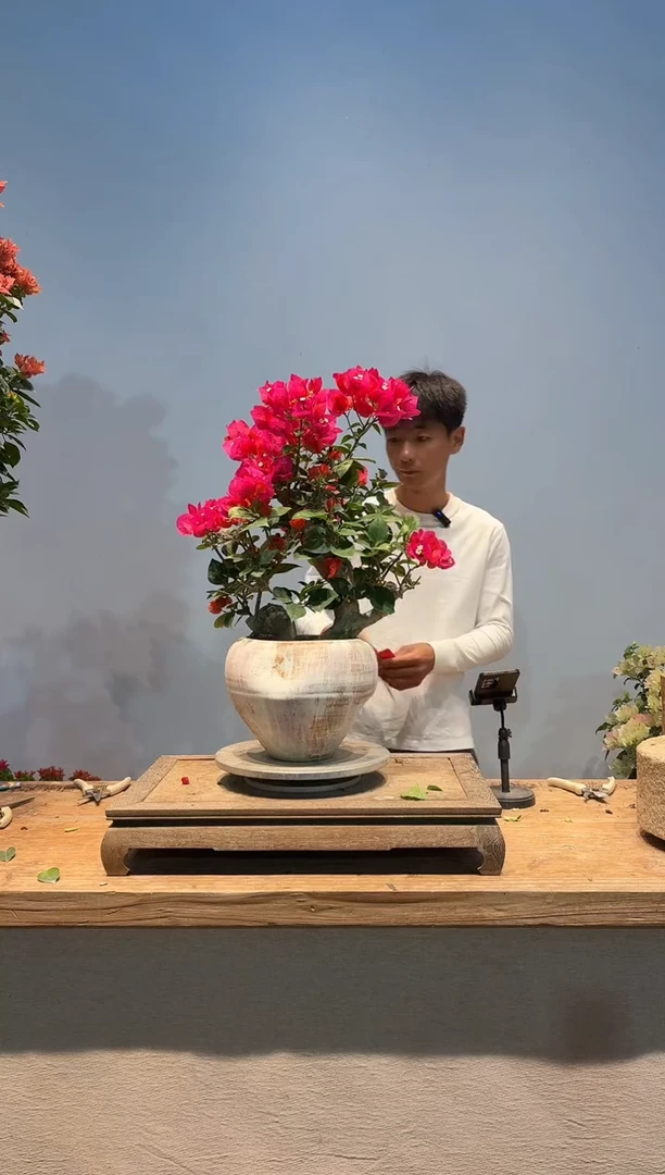 全部花朵蕙****心三角梅36