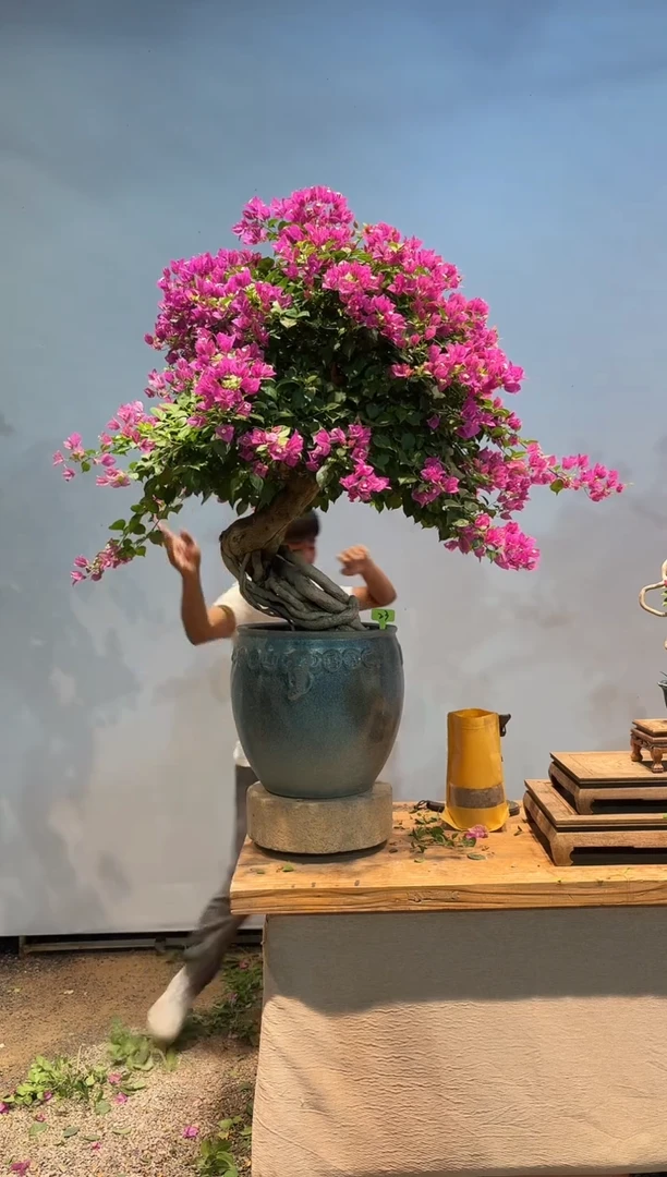 无花朵三角梅专场一物一拍23