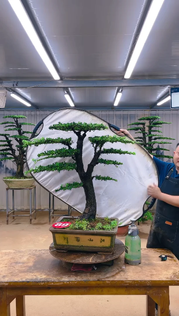 无花朵精品盆景 一物一拍