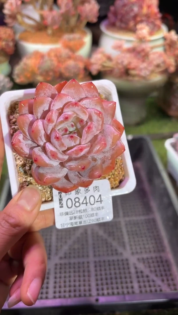 【闪购商品】08404