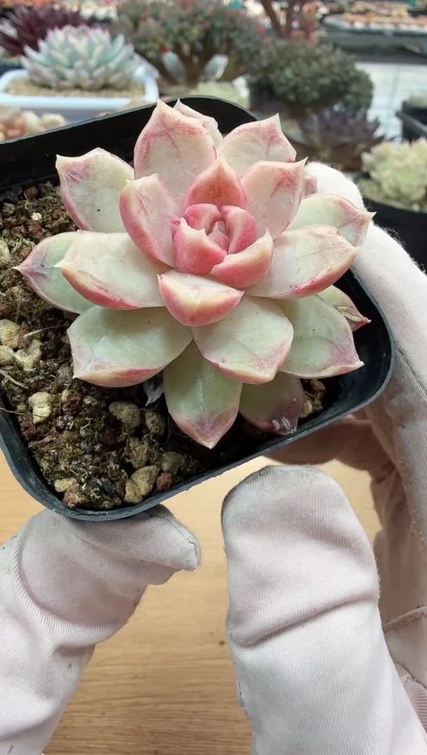 东云多肉园二店-84