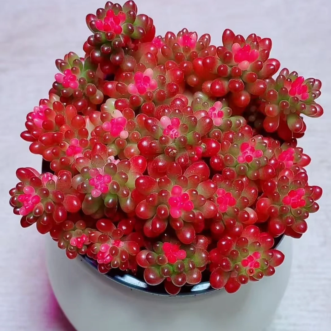 七彩龙珠多肉植物8-9cm【带塑料盆】