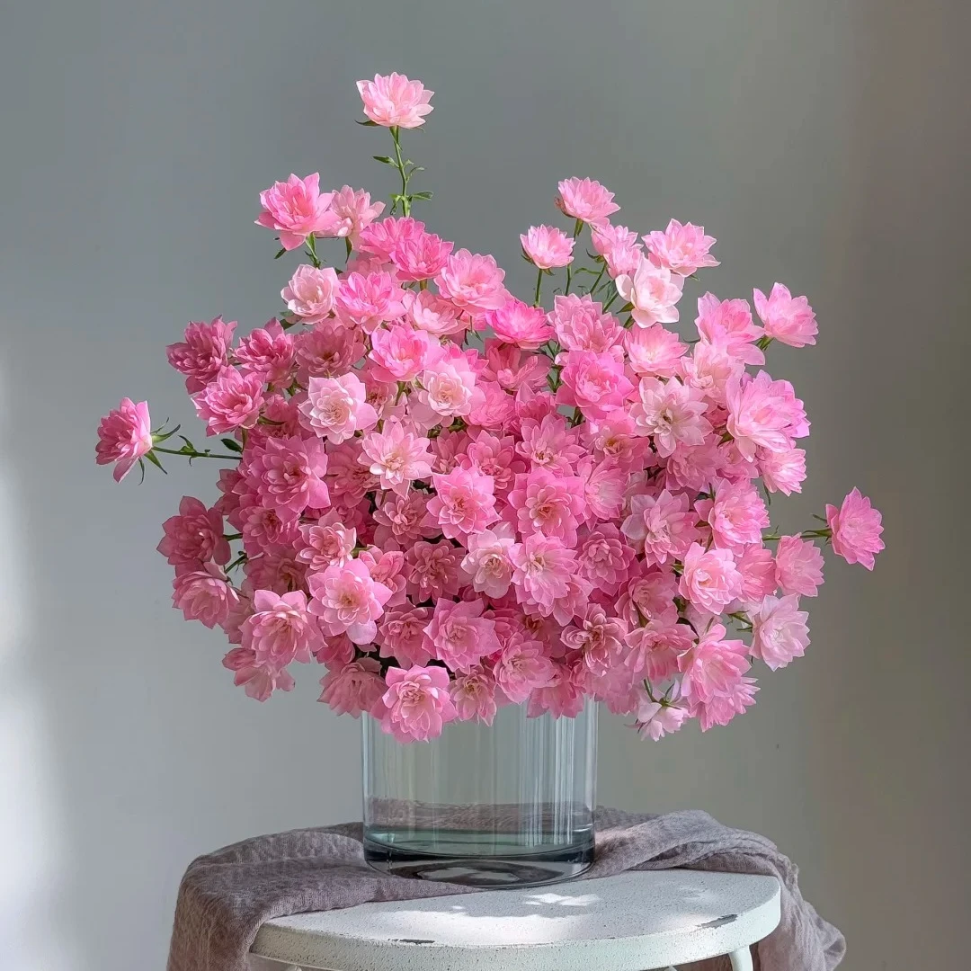 【今喜花舍】（多头）天荷繁星 0°以下地区记得拍保温棉哦！！！