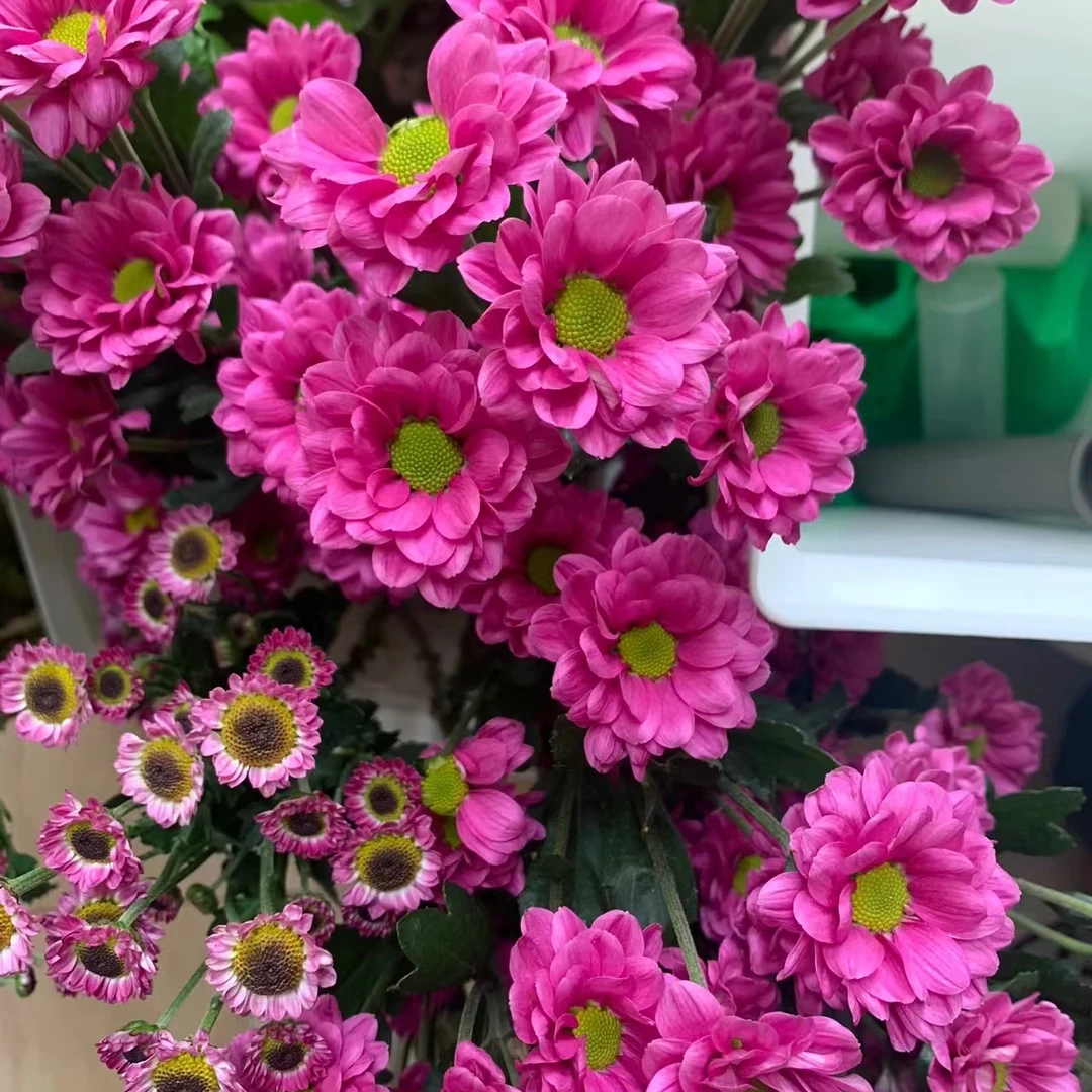 繁花小雏菊带话带花苞盆栽花苗耐寒耐热新手易养花期长多季节复花