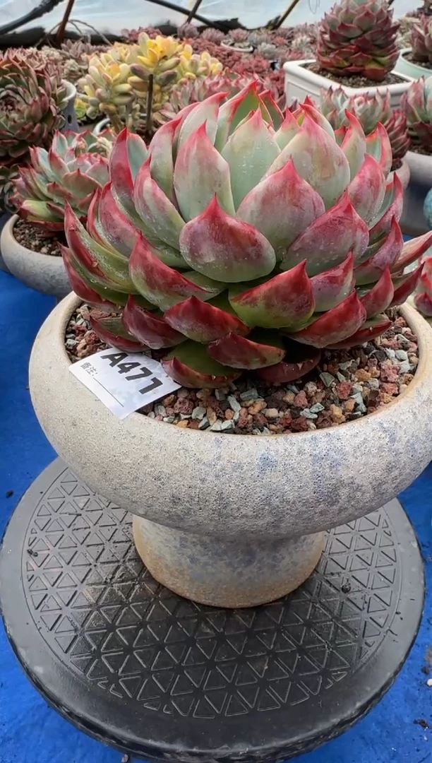 【闪购商品】A471惊鸿仙子（裸根发货）