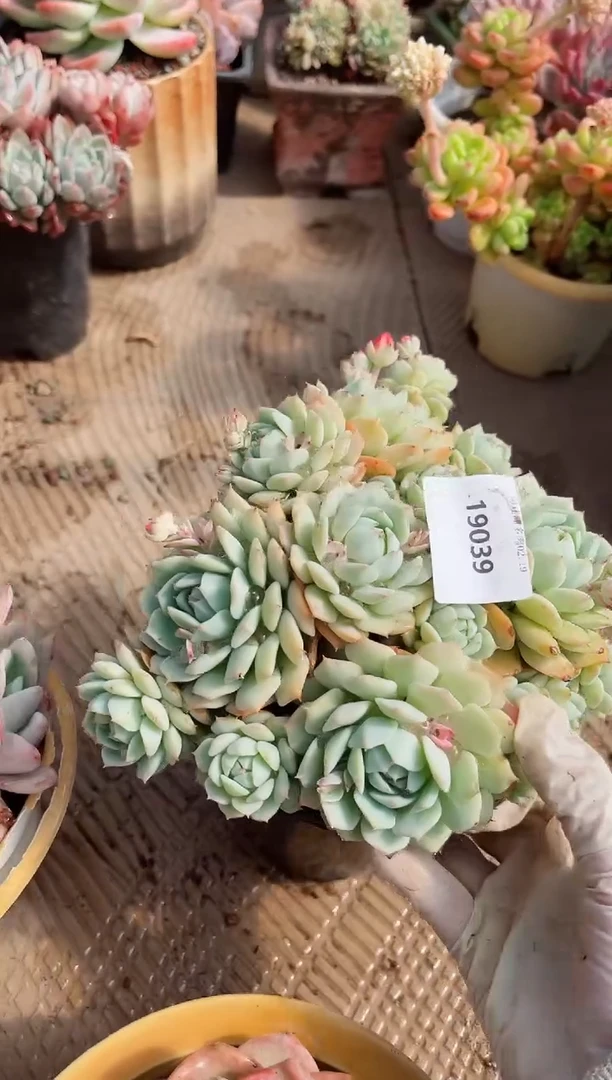 【闪购商品】19039