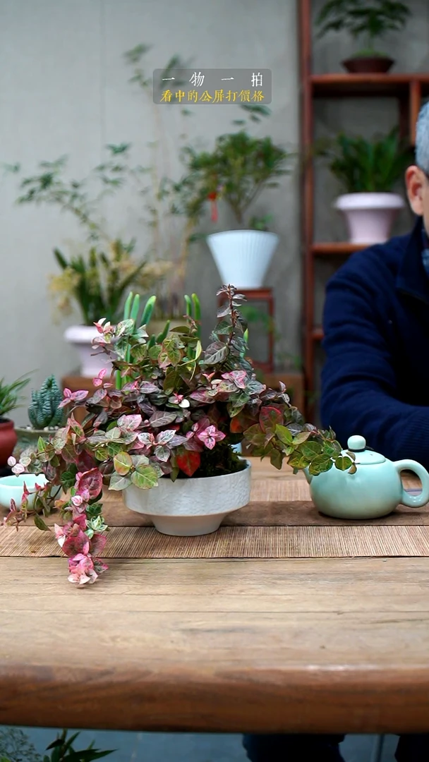 完全开放K****_花叶055