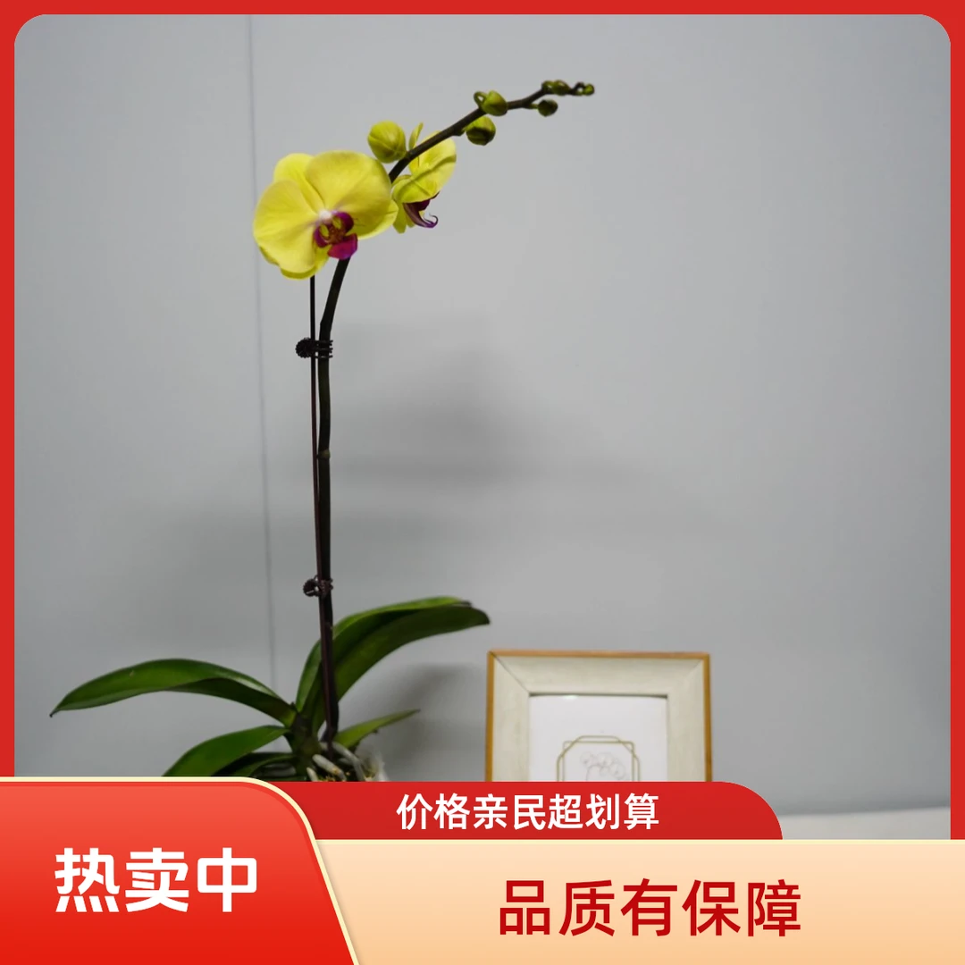 悠花里蝴蝶兰【黄天鹅】A级 3.0寸带花带花苞开花珠发货