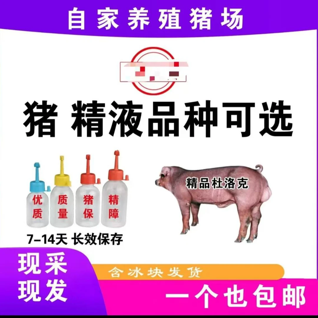 精品杜洛克精液批发一件包邮恒温箱发货包对版