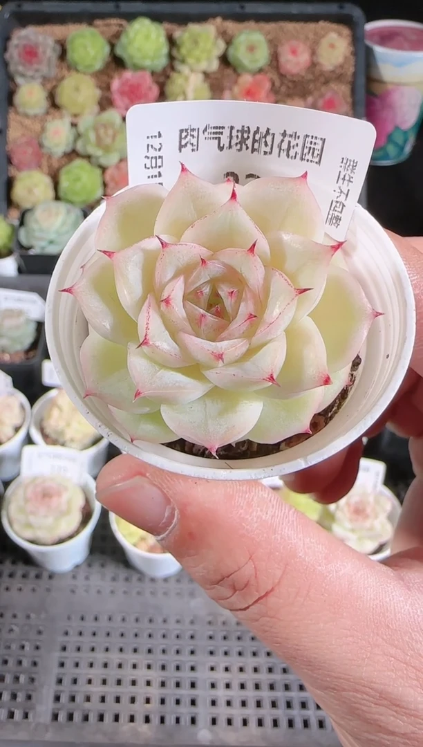 1201-234xx59多肉群生不包整