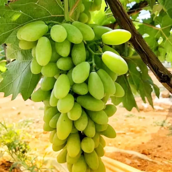 新疆吐鲁番博尔特葡萄苗直发包邮1年苗新疆直发